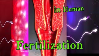 Fertilization 3D Animation [upl. by Assirod994]