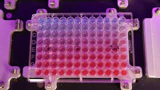 45Second Normalization for 96Well Plate [upl. by Holihs]