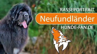 ► Neufundländer 2019 Rasse Aussehen amp Charakter [upl. by Shaw]