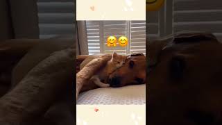 cat dog dogs cut cute love lovecats lovedogs funny virla viralvideo foryou foryoupage [upl. by Goodrich]