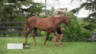 WENTWOOD GRANGE  2024 NZB YEARLING SALE PREVIEW [upl. by Imarej]