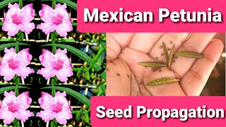 Mexican Petunia Seed Propagation  Ruellia Simplex [upl. by Trace]