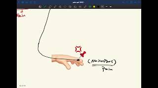 Neurophysiology pain p2 [upl. by Idet]