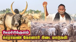 ஊமச்சிக்குளம் நாராயண கோனார் கிடைமாடுகள்  ஜல்லிக்கட்டு கன்று ரூ10 ஆயிரம்  கீதாரி பயணம் 12 [upl. by Seiuqram]