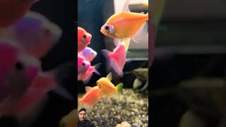 Tetra fish 🐟🐠 reactionvideo fishingvideo colourfulfishes [upl. by Naie324]