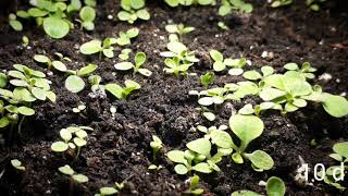 Petunia germination timelapse 2 weeks in 1 minute [upl. by Letram]