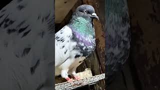 High flyer kabootar pigeon youtube new viralvideos kabootarbazzi pigeonstatus trendingshorts [upl. by Ateerys747]