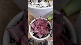 Agavoides music love plants shortvideo viral amor succulents jardin gardenplants plantas [upl. by Lavena471]