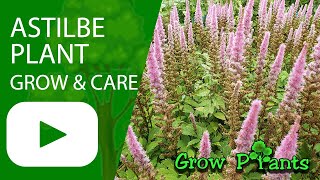 Astilbe plant  grow amp care False spirea [upl. by Budde]