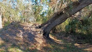 hurricane milton fallen liveoak huge tree survives [upl. by Hannahsohs]