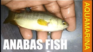 Anabas Fish  Climbing perch  Anabas testudineus hands on detail video  Aquamarina [upl. by Ramed]