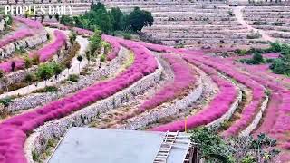 Fluffy pink muhly grass on terraces exudes a romantic atmosphere in east Chinas Shandong [upl. by Leonsis]