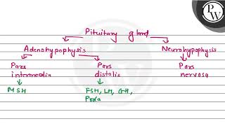 The hormones of neurohypophysis are formed in P 1 Pars nervosa 2 Pars distalis  3 Supra [upl. by Alis]