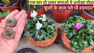 इस पोधे के फ़ूल और पत्ते दोनो बहुत शानदार और अलग है Cyclamen Plant Care Cyclamen Bulbs And Seeds [upl. by Assirehc]