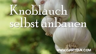 Knoblauch selbst anbauen [upl. by Brunhild142]