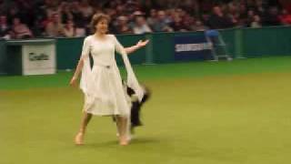 Crufts dog dancing competition 2009 [upl. by Moguel]