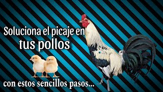 Soluciona el PICAJE en tus Pollos con estos sencillos pasos  Gallos Finos🐓 [upl. by Ilahtan]