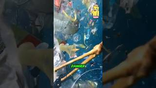 Penny Pencils Brain Boost ep25 The Great Pacific Garbage Patch ocean facts education learning [upl. by Sitnalta]