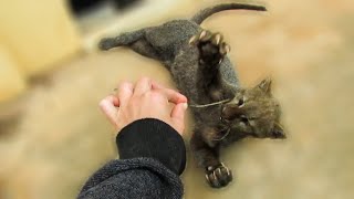 Playful rescued jaguarundi [upl. by Lezned]