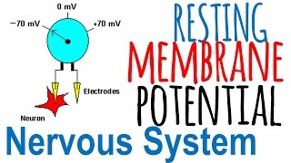 Resting membrane potential of a neuron [upl. by Aley]