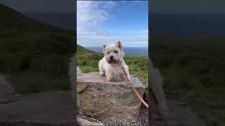 Holly Westie decides to go to Skellig Michael Skellig Skelligmichael Starwars [upl. by Nylzor]