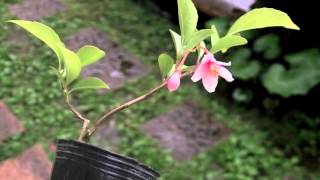 エゴノキK（売子の木 ミニ盆栽）Styrax japonica bonsai [upl. by Inajar]