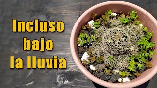 3 consejos para tener cactus y suculentas hermosos [upl. by Soulier492]