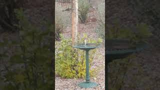 Goldfinches at a Bird Bath [upl. by Enyale]