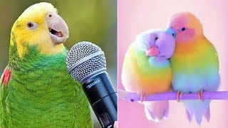 Smart And Funny Parrots Parrot Talking Videos Compilation 2022  Cute Birds 1 [upl. by Philcox]