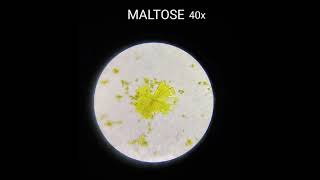 Osazone test  microscopic view of fructosemaltose amp lactose biochemistry [upl. by Ayikat]