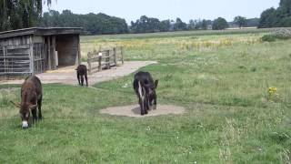 Poitou Esel in Olfen 20140727 [upl. by Adeehsar793]