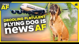 Drooling Flatulent Flying Dog is News AF  September 12 2023 [upl. by Reaht]