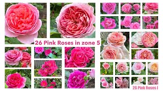 A glimpse of 26 pink roses in my zone 5 garden davidaustinroses kordes meilland and more [upl. by Atel]