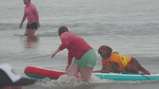 Dogs go surfing in Galveston Texas [upl. by Allyson]