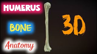 humerus anatomy  humerus anatomy upper extremity [upl. by Einnaffit]