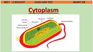 Cell 4  Mesosomes Chromatophores and Cytoplasm in Bacterial cell  NEET BIOLOGY  Class And Test [upl. by Otrebmal212]