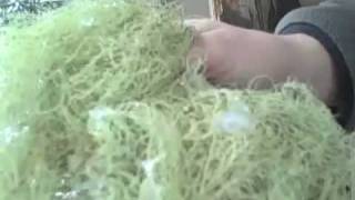 Herbal Tincture Making Usnea Oregon Grape Part 1 [upl. by Emmaline]