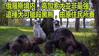 俄羅斯境內，高加索犬並非最強，這種犬可獵殺黑熊，由原住民所養 [upl. by Simetra269]