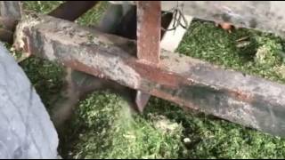 Machine removing sand in Green Brown Seaweed Ulva Lactuca Sargassum Vietnam [upl. by Yht]