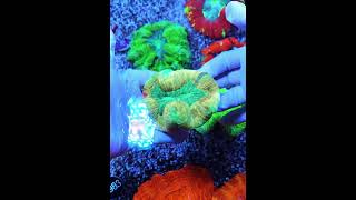 trachyphyllia marineaquarium meerwasseraquaristik saltwateraquarium aquarium [upl. by Norraa]