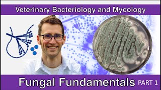 Fungal Fundamentals Part 1  Veterinary Bacteriology and Mycology [upl. by Fidelia]