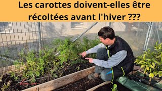 Les carottes doivent elles être récoltées avant lhiver [upl. by Sheila]