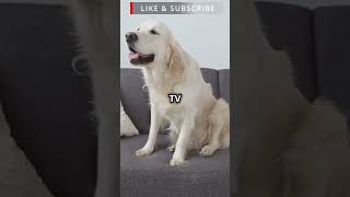 The dogs watch TV 😀😀😀😀 funny video [upl. by Harrak]