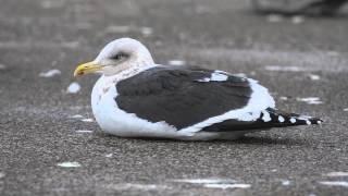 Adult Slatybacked Gull Lake County Fairground LIbertyville Illinois USA [upl. by Frannie]