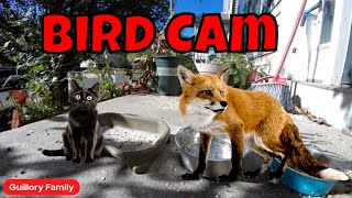 Live Bird Cam For Friday 🐦🦉🦌 [upl. by Elamaj]