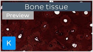 Bone tissue structure histology and anatomy preview  Kenhub [upl. by Wilcox]