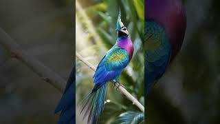 Naturerelaxation ai birds oiseaux aiartwork birdslover birdsong shorts birdsongs cute [upl. by Wilonah]