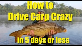 How to drive carp crazy in 5 days or less chum effectively for catching carp [upl. by Des]