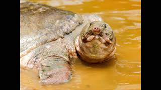 Yangtze Giant Softshell Turtle by Kevin Johns [upl. by Madai]