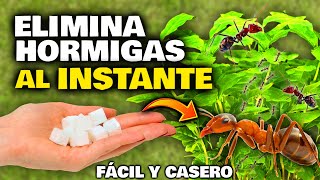 ELIMINA y ACABA con las HORMIGAS de tu CASA PLANTAS y Jardín AL INSTANTE  Remedio Casero Natural [upl. by Cathi]